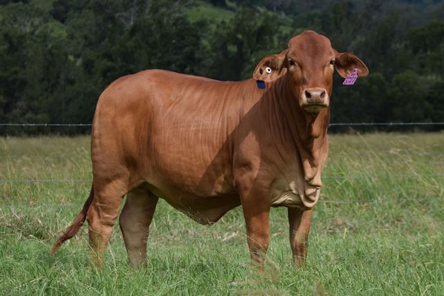 Bryvonlea Princess Anne 2169